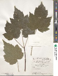 Acer velutinum image