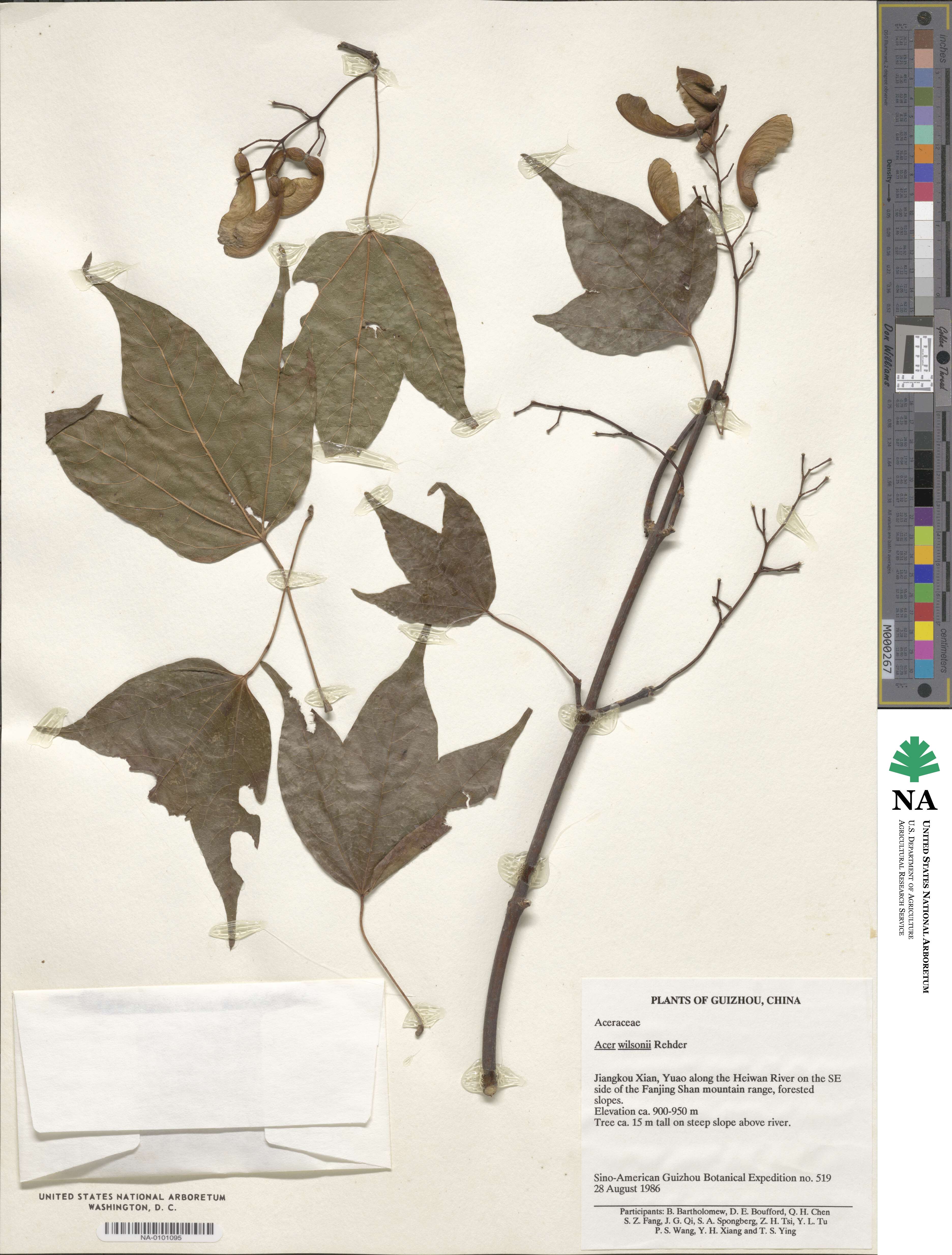 Acer wilsonii image