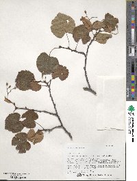 Tilia amurensis image