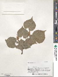 Tilia amurensis image