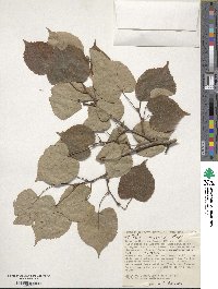 Tilia amurensis image