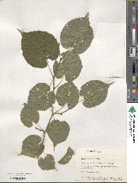 Tilia amurensis image