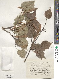 Tilia amurensis image