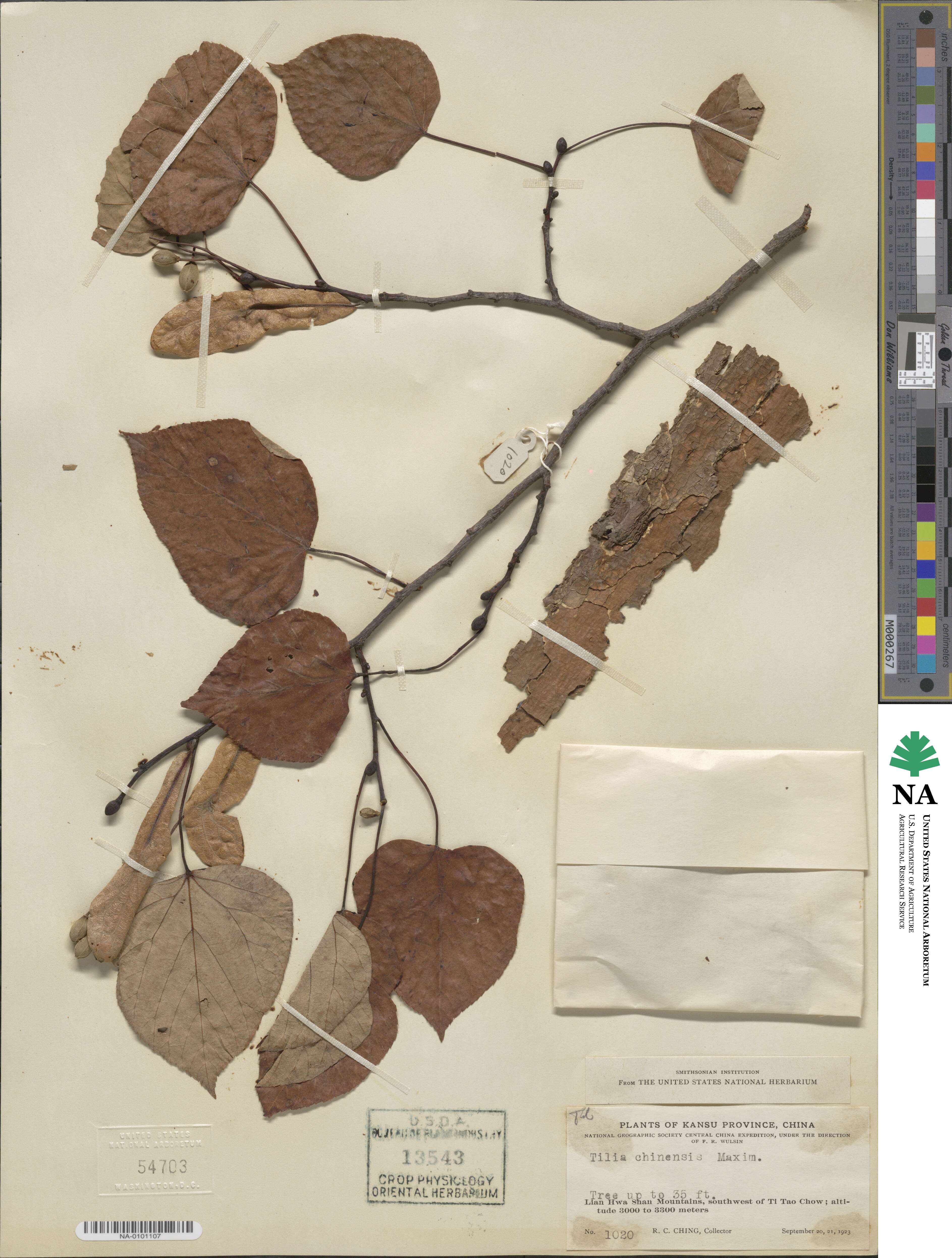 Tilia chinensis image