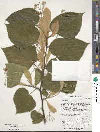 Tilia cordata image