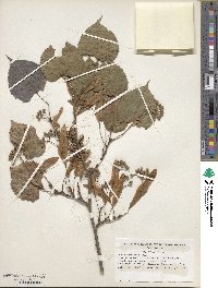 Tilia amurensis image