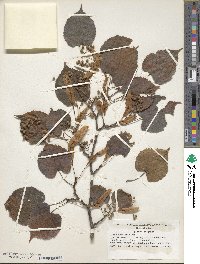 Tilia amurensis image