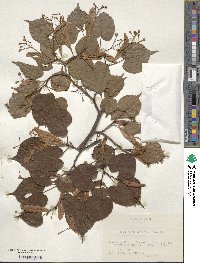 Tilia japonica image