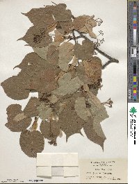 Tilia japonica image