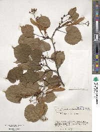 Tilia japonica image