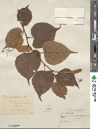 Tilia japonica image