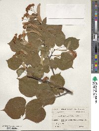 Tilia japonica image