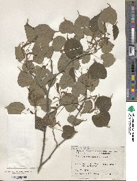 Tilia japonica image