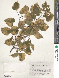 Tilia japonica image