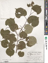 Tilia japonica image