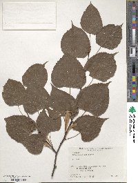 Tilia japonica image