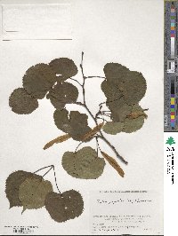 Tilia japonica image