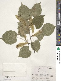 Tilia japonica image