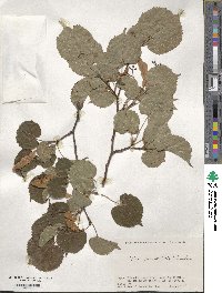 Tilia japonica image