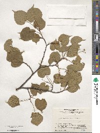 Tilia japonica image