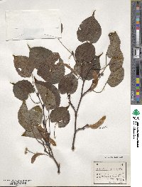 Tilia japonica image