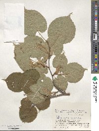 Tilia japonica image