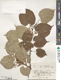 Tilia japonica image