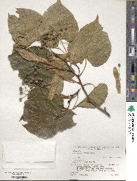 Tilia japonica image