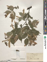 Tilia kiusiana image