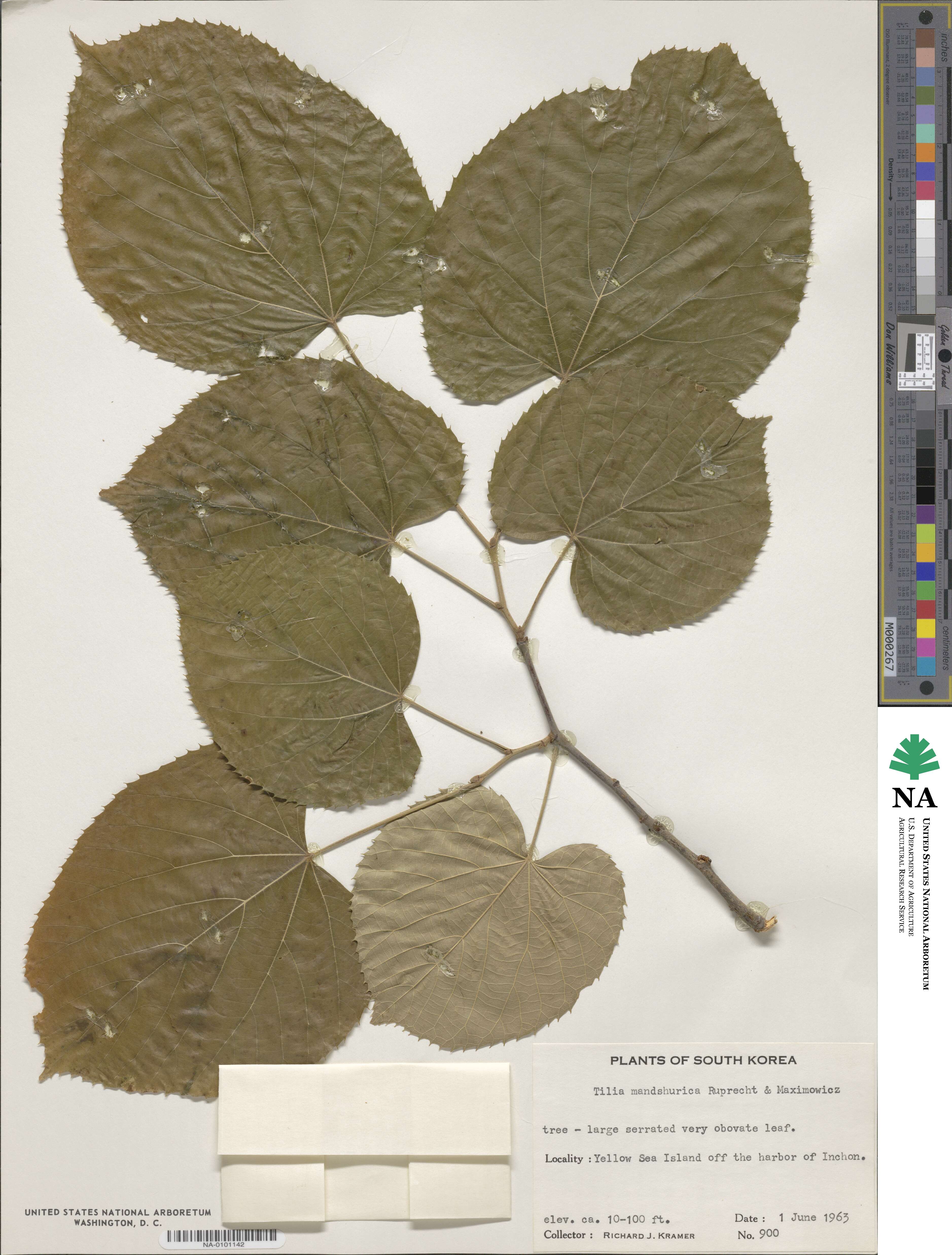 Tilia mandshurica image