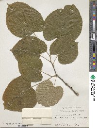 Tilia mandshurica image