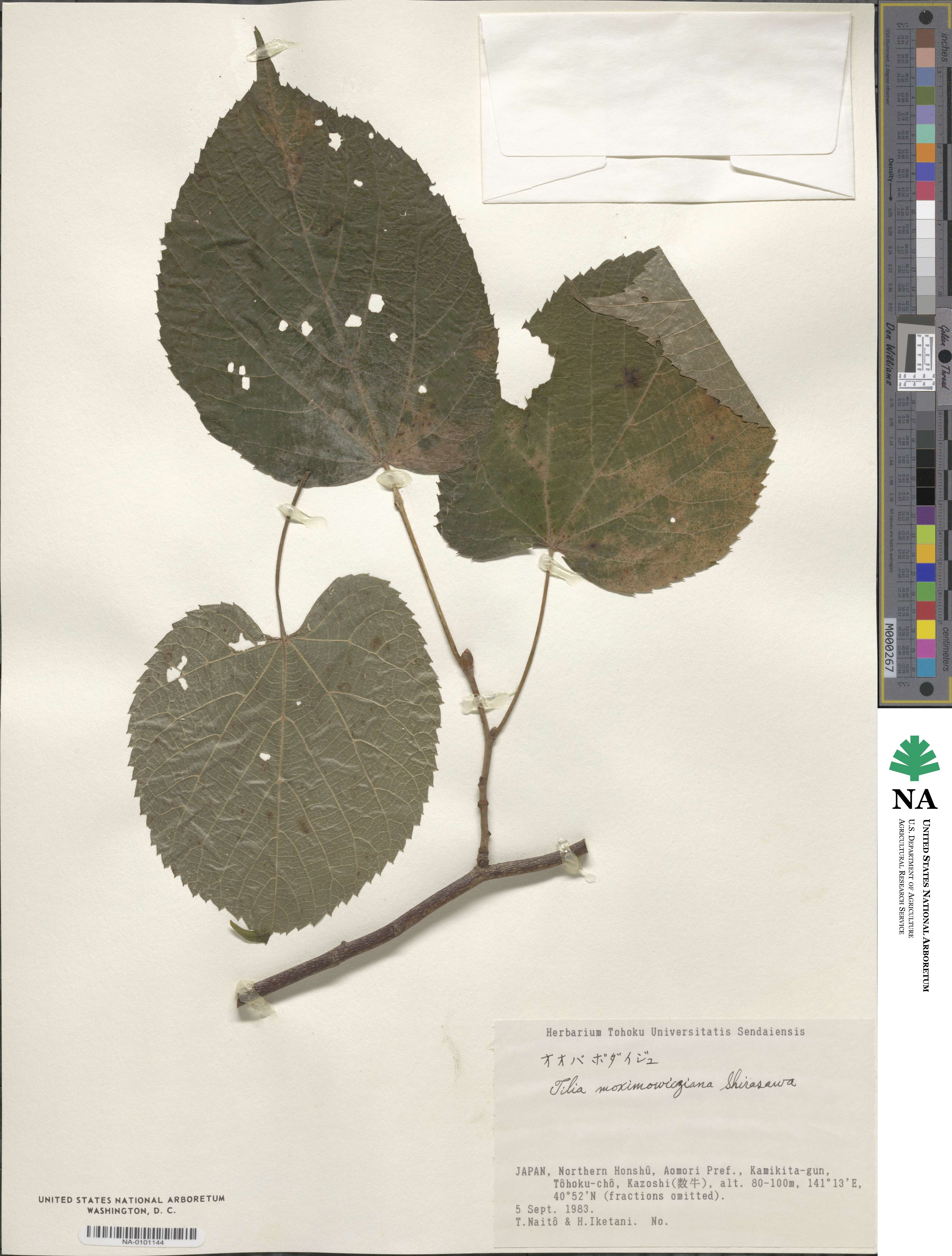 Tilia maximowicziana image
