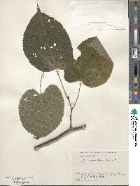 Tilia maximowicziana image