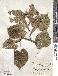 Tilia maximowicziana image