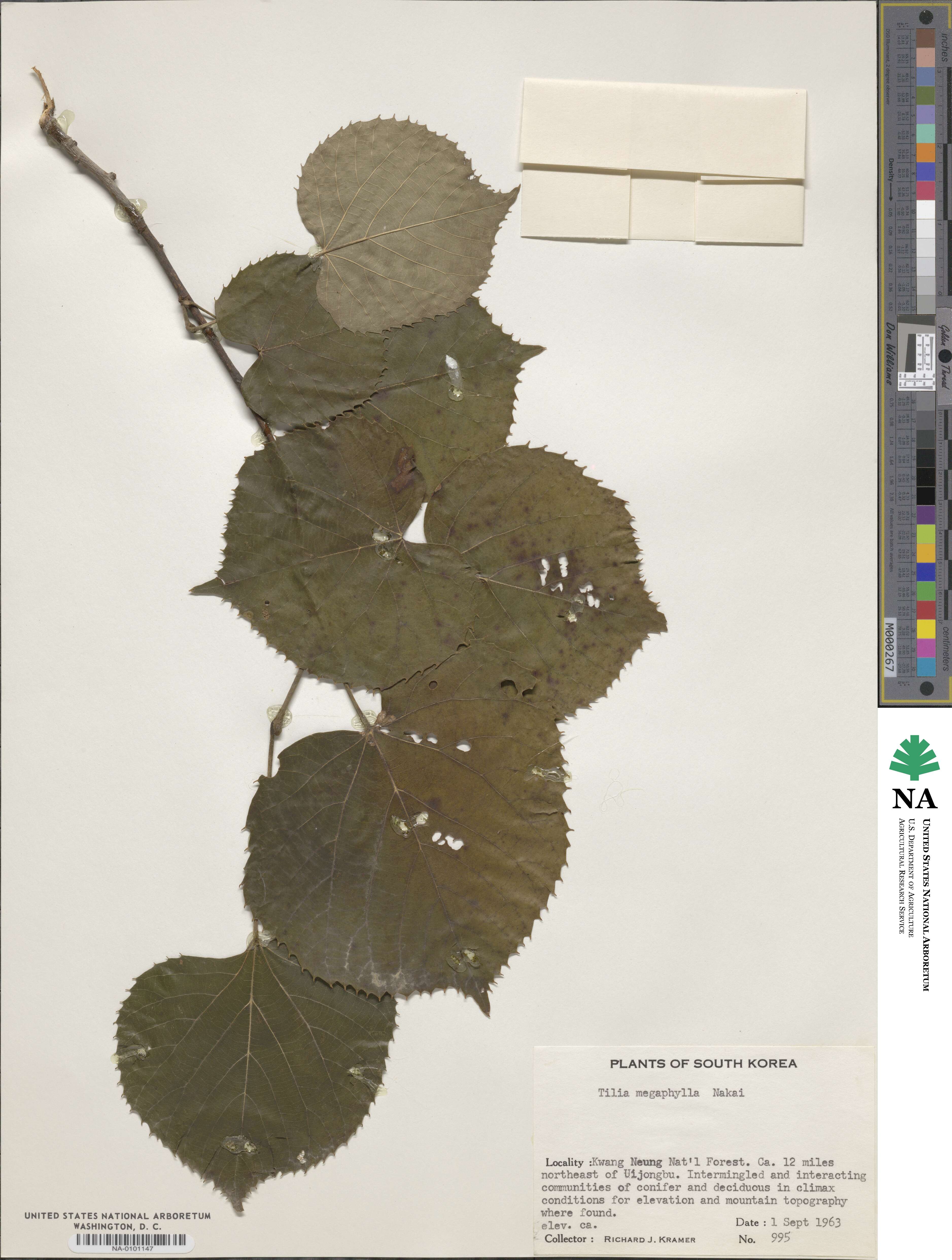 Tilia mandshurica var. megaphylla image