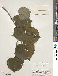 Tilia mandshurica image