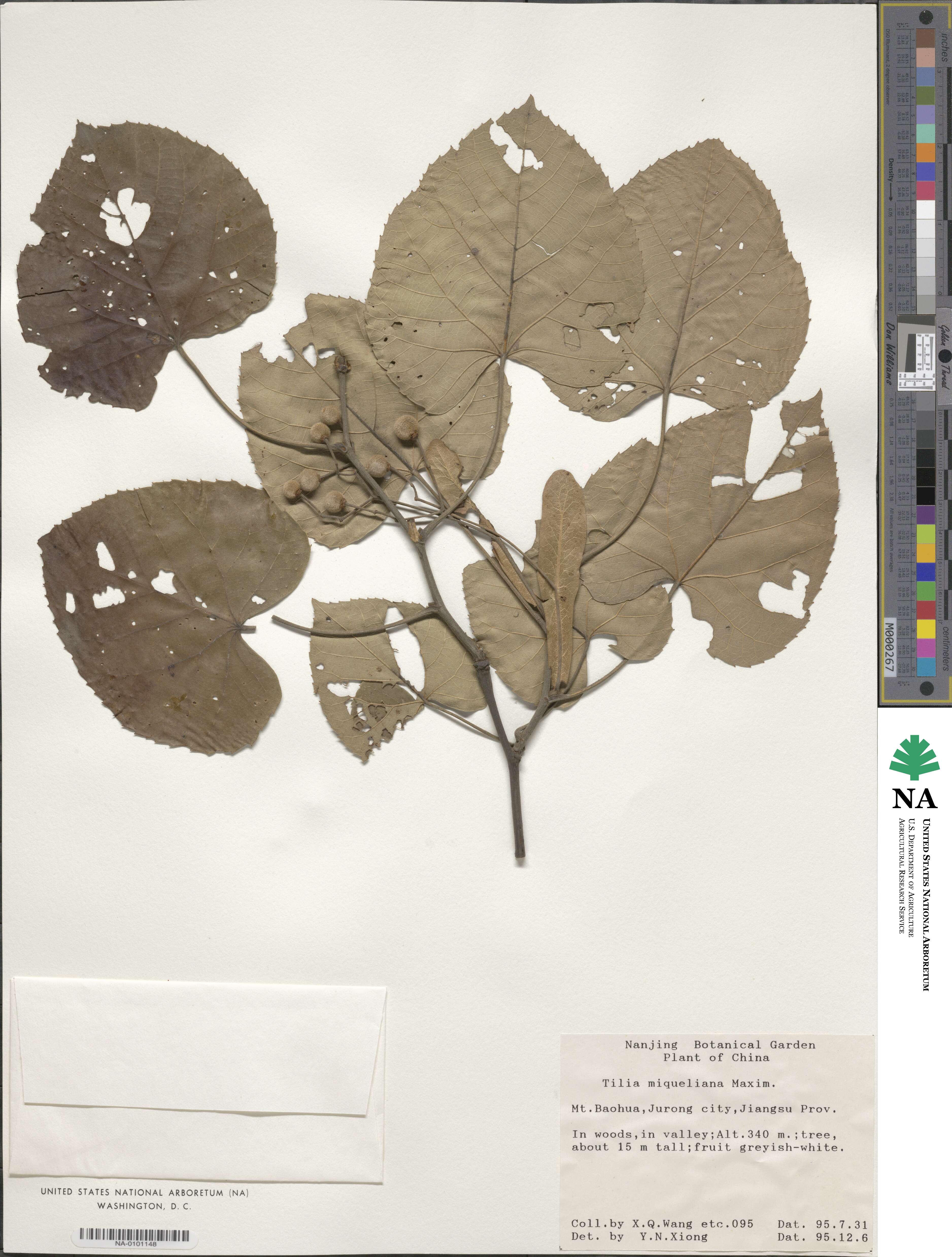 Tilia miqueliana image