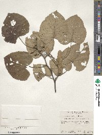 Tilia miqueliana image