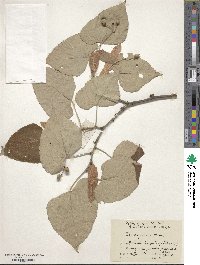 Tilia miqueliana image