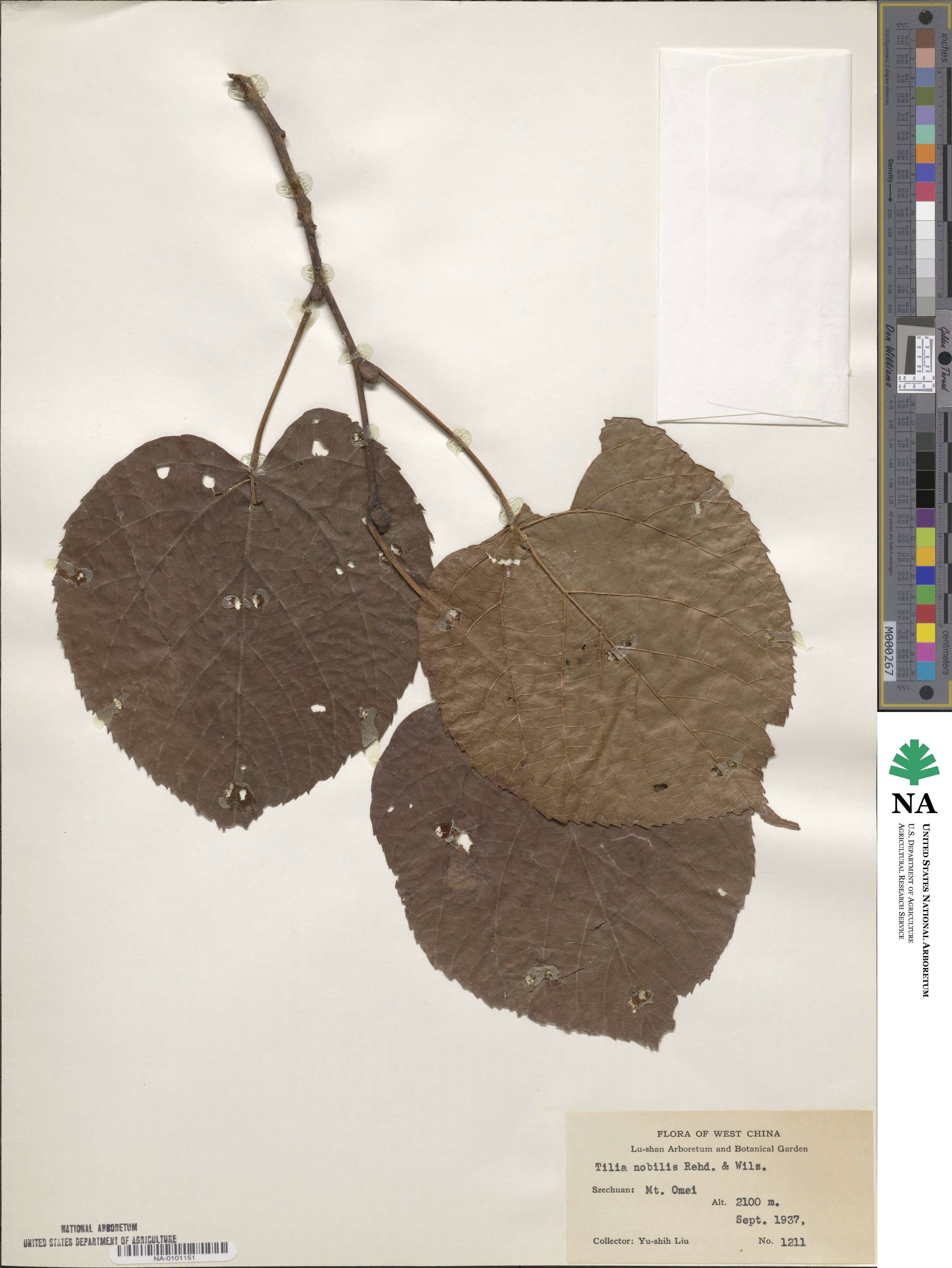 Tilia nobilis image