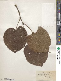 Image of Tilia nobilis