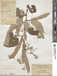 Tilia oliveri image