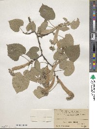 Tilia oliveri image