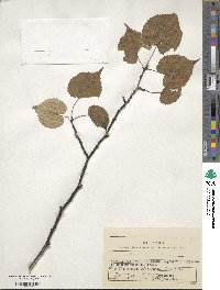 Tilia amurensis image