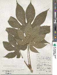 Fatsia japonica image