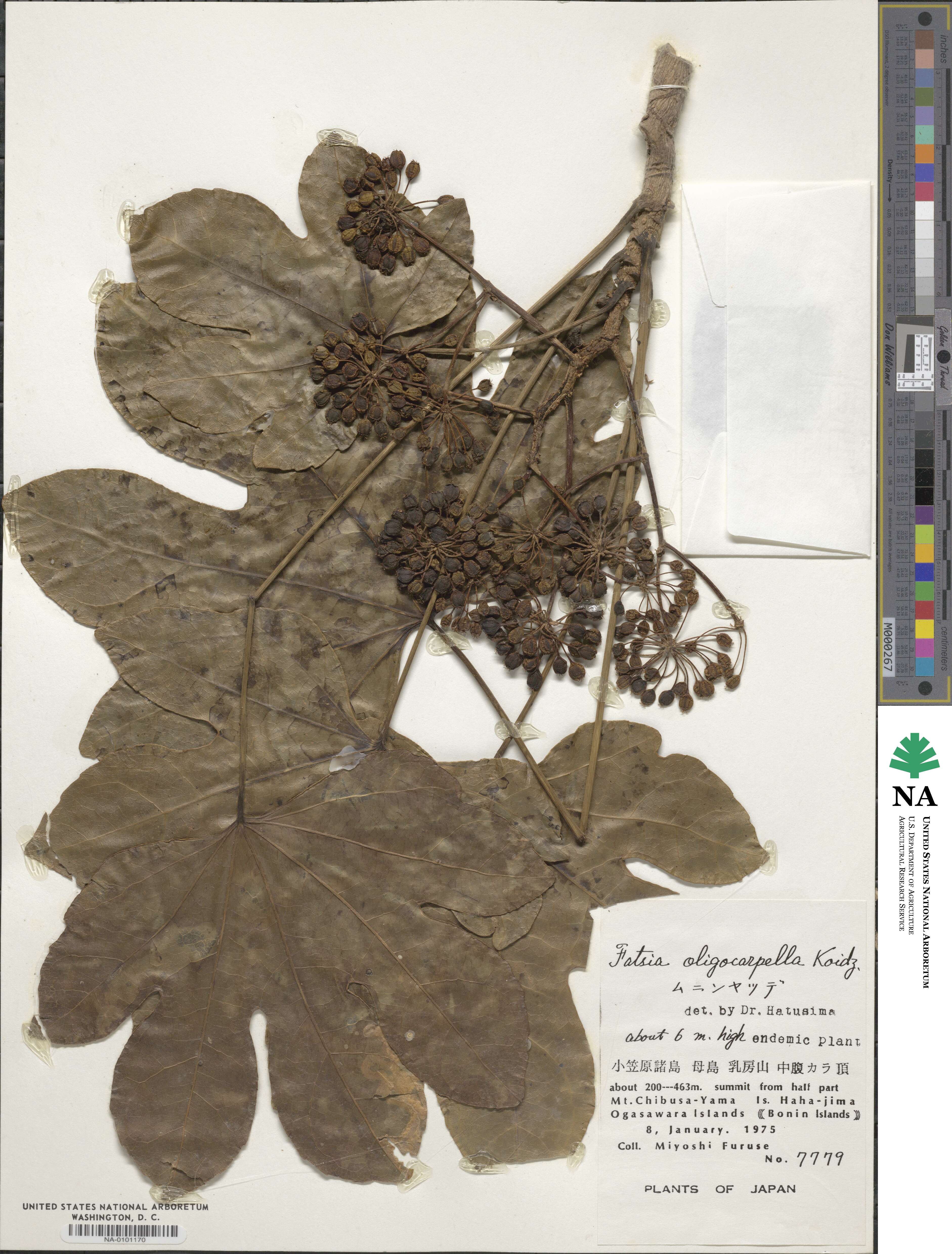 Fatsia oligocarpella image