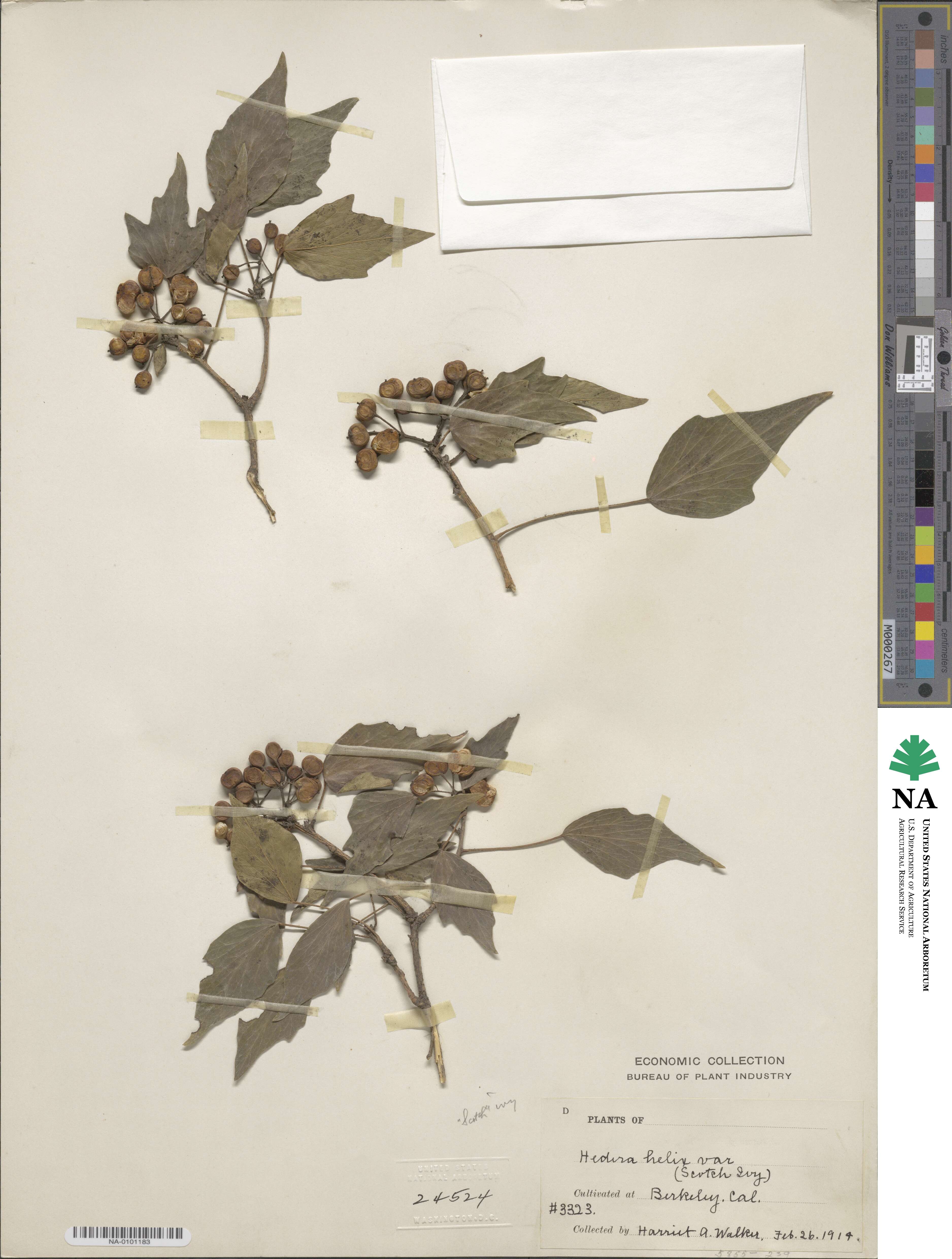 Hedera nepalensis image