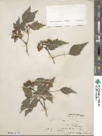 Hedera nepalensis image