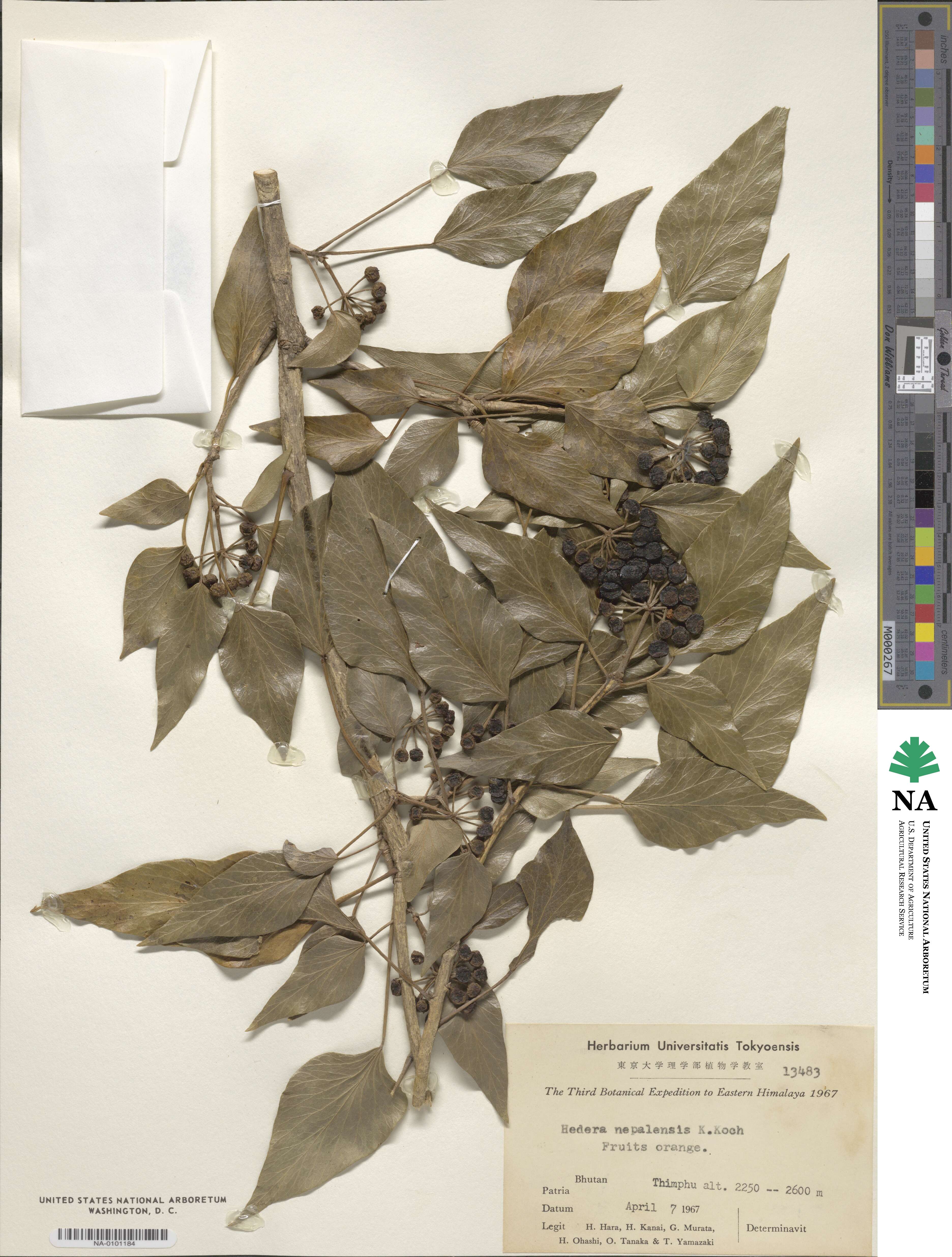 Hedera nepalensis image