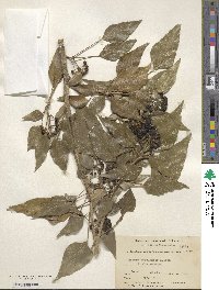 Hedera nepalensis image